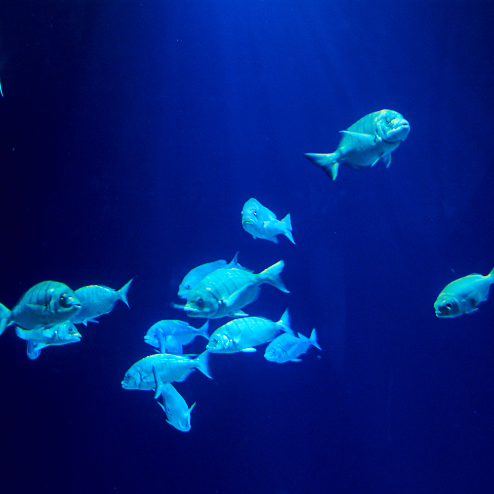 Oceanic Aquarium em Balneário Camboriú